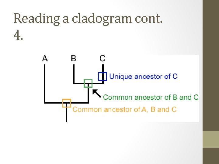 Reading a cladogram cont. 4. 