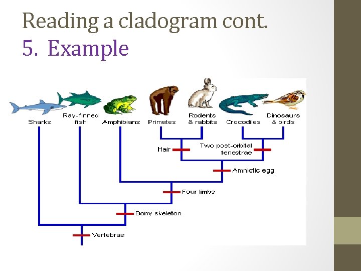 Reading a cladogram cont. 5. Example 