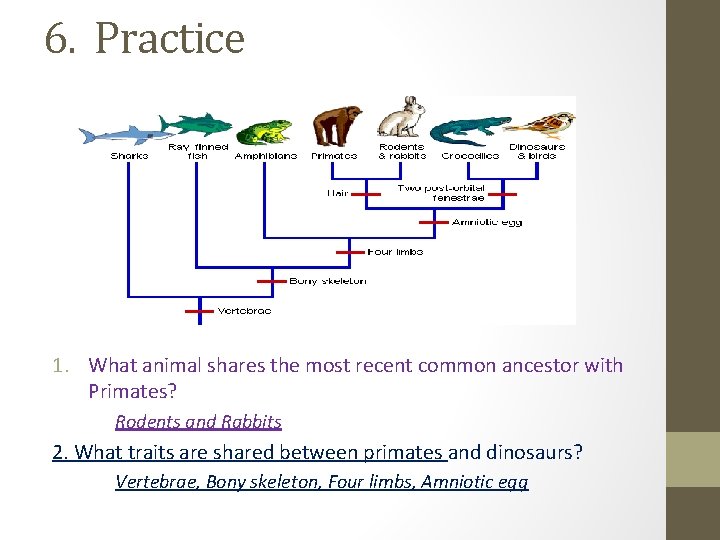 6. Practice 1. What animal shares the most recent common ancestor with Primates? Rodents