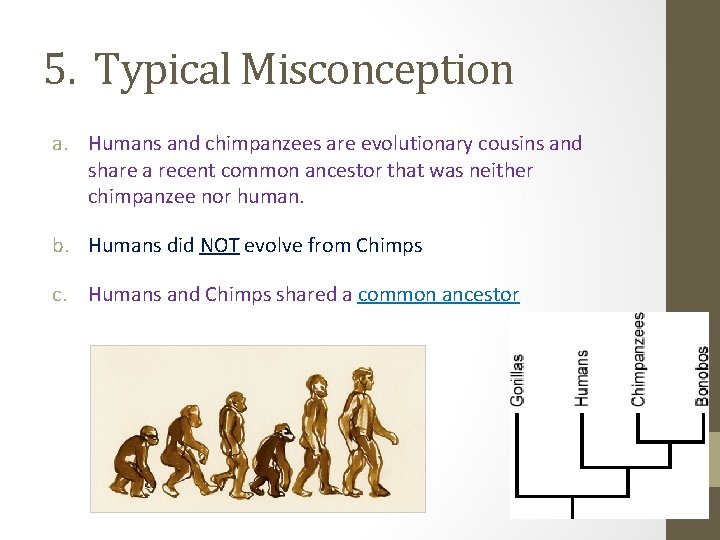 5. Typical Misconception a. Humans and chimpanzees are evolutionary cousins and share a recent