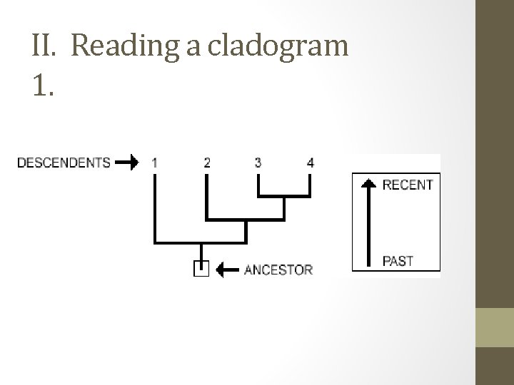 II. Reading a cladogram 1. 