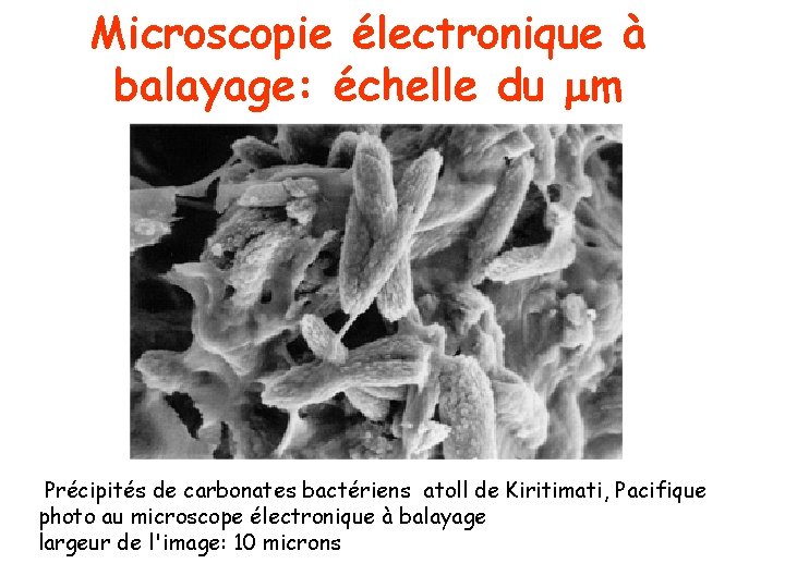 Microscopie électronique à balayage: échelle du mm Précipités de carbonates bactériens atoll de Kiritimati,