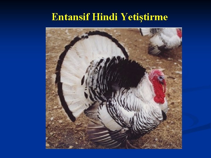 Entansif Hindi Yetiştirme 