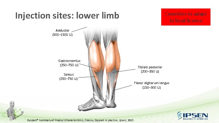 Injection sites: lower limb Countries to adapt to local licence Adductor (500– 1500 U)