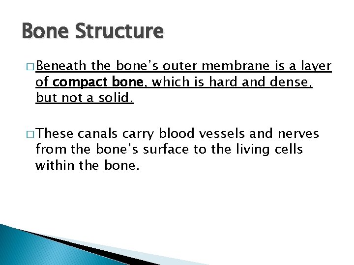 Bone Structure � Beneath the bone’s outer membrane is a layer of compact bone,