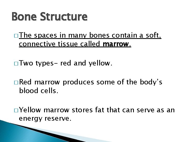 Bone Structure � The spaces in many bones contain a soft, connective tissue called