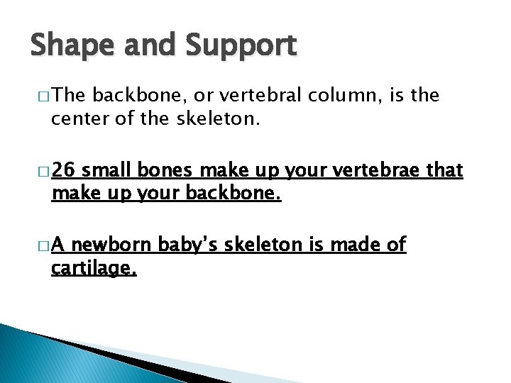 Shape and Support � The backbone, or vertebral column, is the center of the