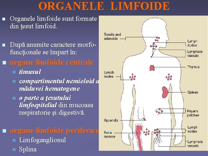 ORGANELE LIMFOIDE n Organele limfoide sunt formate din ţesut limfoid. n După anumite caractere