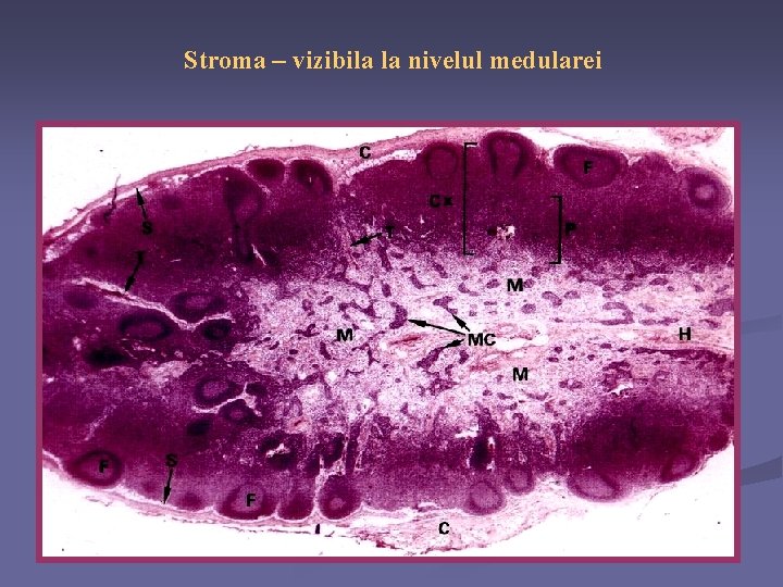 Stroma – vizibila la nivelul medularei 