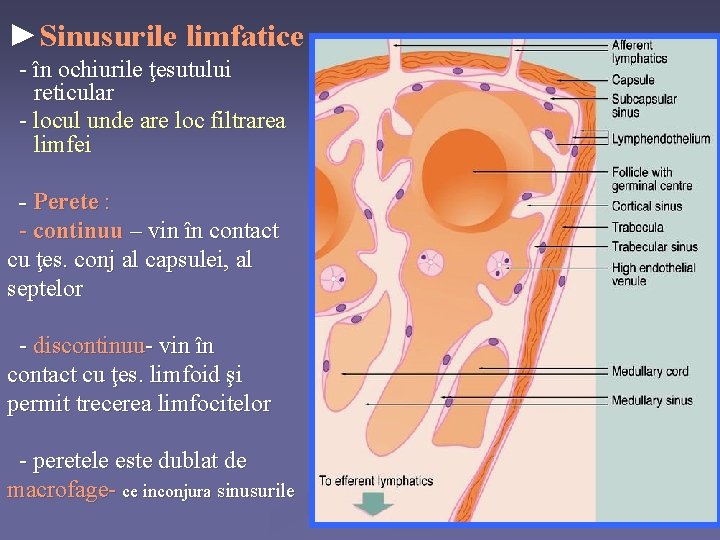 ►Sinusurile limfatice - în ochiurile ţesutului reticular - locul unde are loc filtrarea limfei