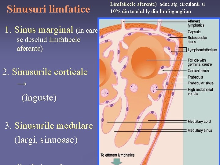 Sinusuri limfatice 1. Sinus marginal (in care se deschid limfaticele aferente) 2. Sinusurile corticale