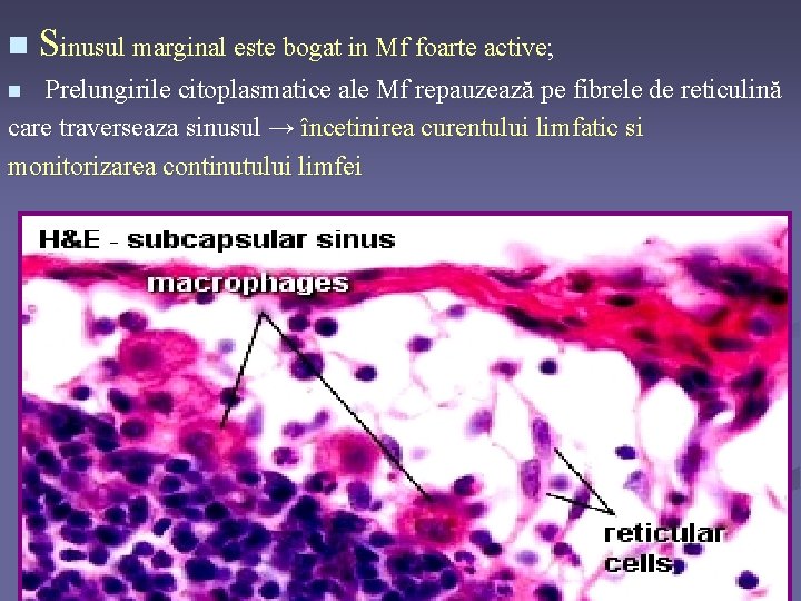 n Sinusul marginal este bogat in Mf foarte active; Prelungirile citoplasmatice ale Mf repauzează