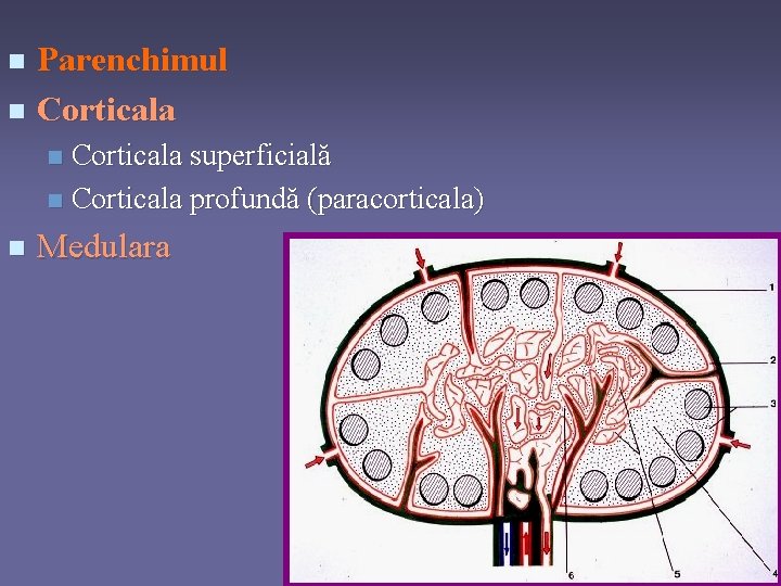 Parenchimul n Corticala superficială n Corticala profundă (paracorticala) n n Medulara 