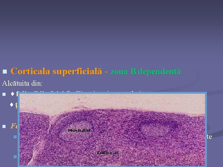 n Corticala superficială - zona B dependentă Alcătuita din: n ♦ foliculi limfoizi (ly