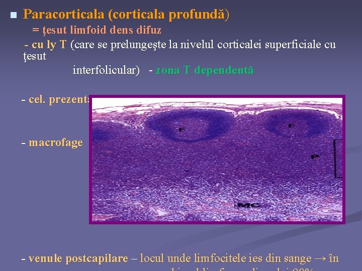 n Paracorticala (corticala profundă) = ţesut limfoid dens difuz - cu ly T (care