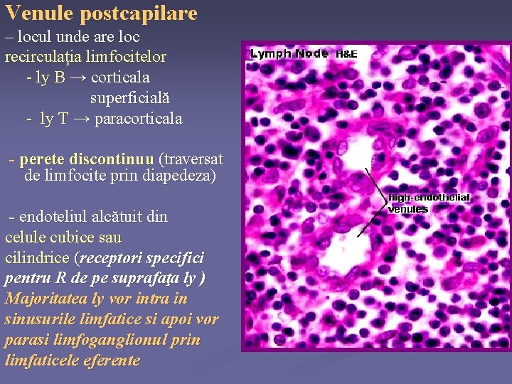 Venule postcapilare – locul unde are loc recirculaţia limfocitelor - ly B → corticala