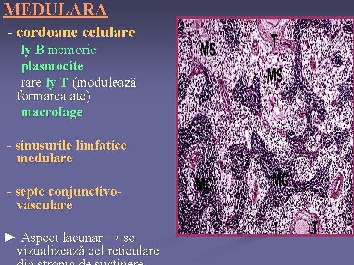 MEDULARA - cordoane celulare ly B memorie plasmocite rare ly T (modulează formarea atc)
