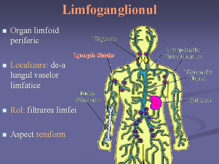 Limfoganglionul n Organ limfoid periferic n Localizare: de-a lungul vaselor limfatice n Rol: filtrarea