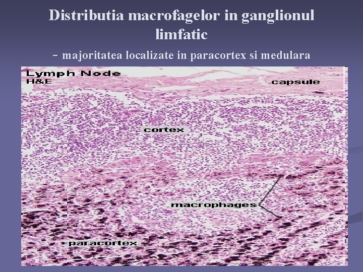 Distributia macrofagelor in ganglionul limfatic - majoritatea localizate in paracortex si medulara 