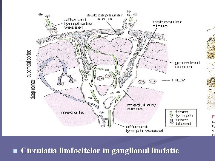 n Circulatia limfocitelor in ganglionul limfatic 