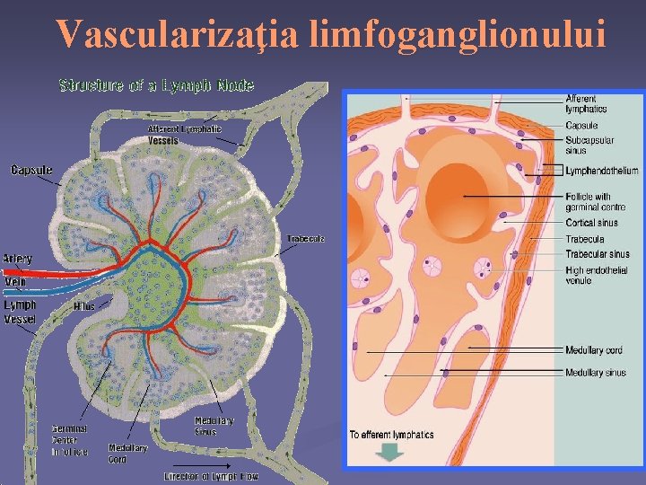 Vascularizaţia limfoganglionului 