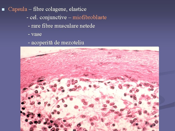 n Capsula – fibre colagene, elastice - cel. conjunctive – miofibroblaste - rare fibre