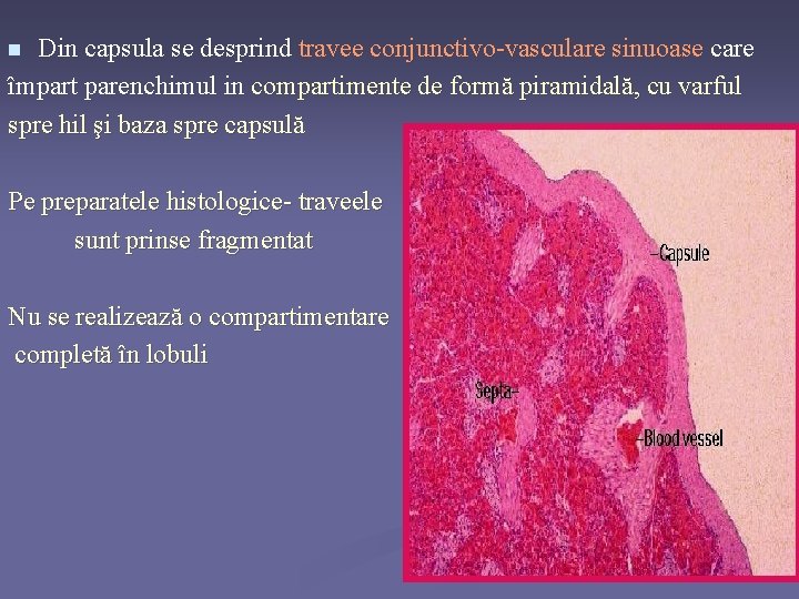 Din capsula se desprind travee conjunctivo-vasculare sinuoase care împart parenchimul in compartimente de formă