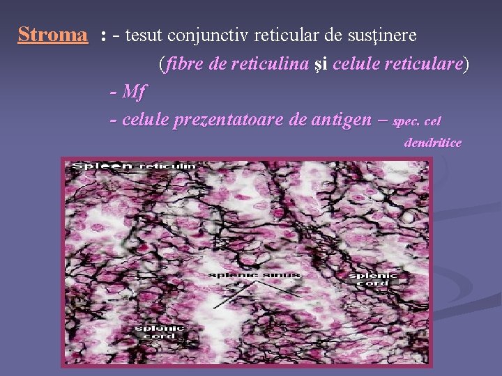Stroma : - tesut conjunctiv reticular de susţinere (fibre de reticulina şi celule reticulare)