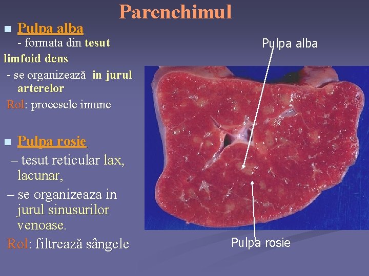 n Pulpa alba Parenchimul - formata din tesut limfoid dens - se organizează in