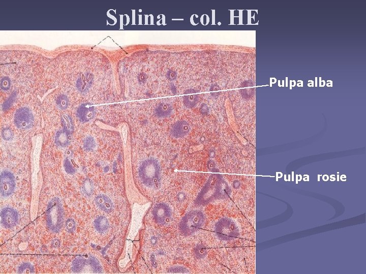 Splina – col. HE Pulpa alba Pulpa rosie 