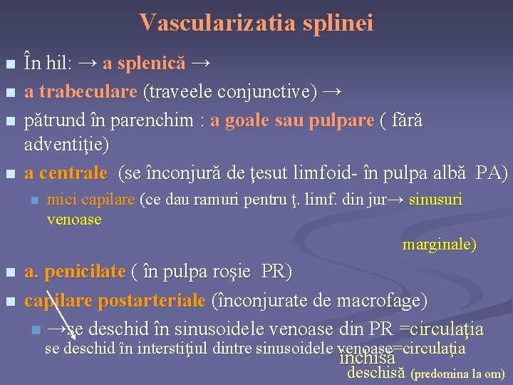 Vascularizatia splinei n n În hil: → a splenică → a trabeculare (traveele conjunctive)