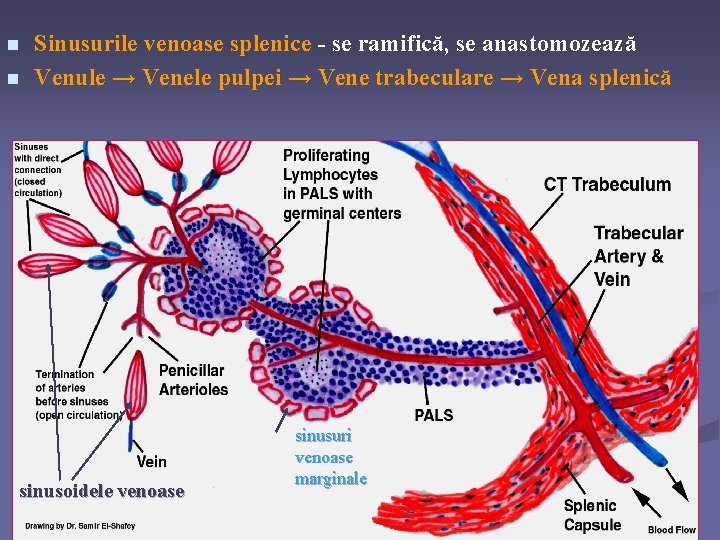 n n Sinusurile venoase splenice - se ramifică, se anastomozează Venule → Venele pulpei