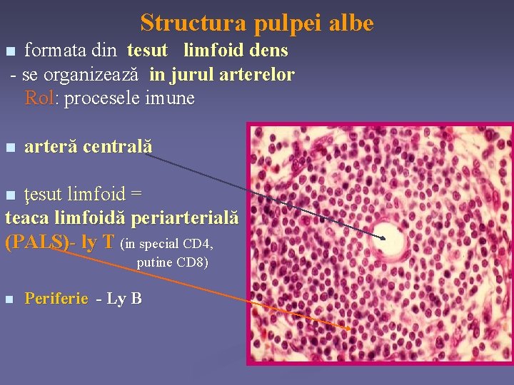 Structura pulpei albe formata din tesut limfoid dens - se organizează in jurul arterelor