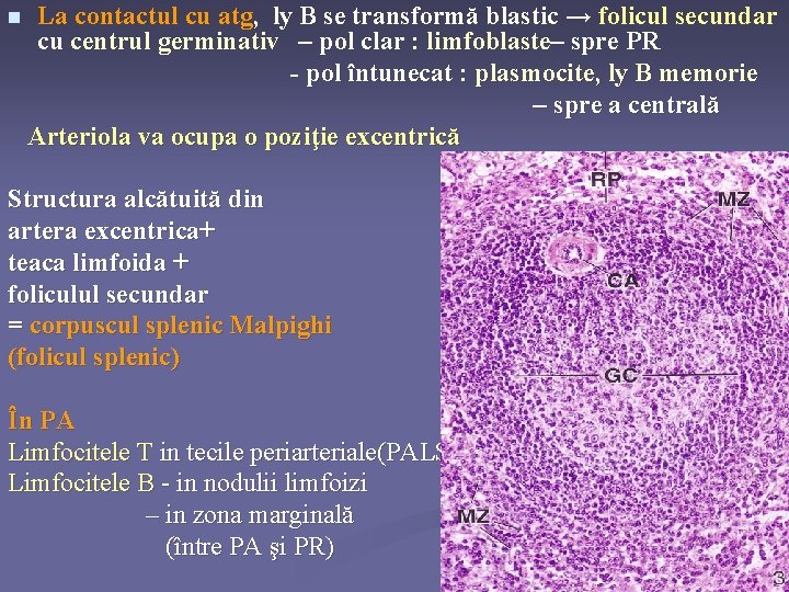 n La contactul cu atg, ly B se transformă blastic → folicul secundar cu