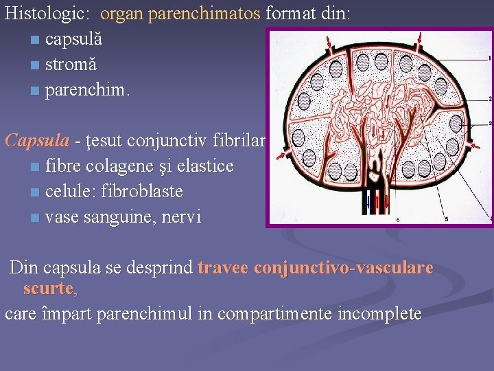 Histologic: organ parenchimatos format din: n capsulă n stromă n parenchim. Capsula - ţesut