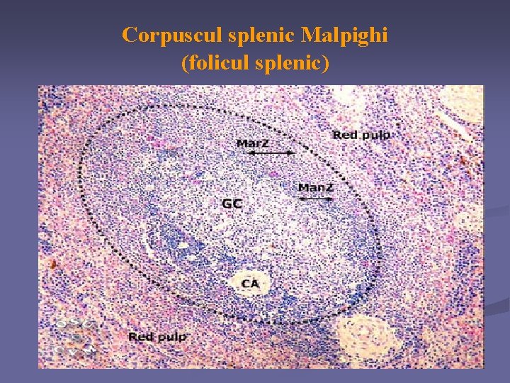Corpuscul splenic Malpighi (folicul splenic) 