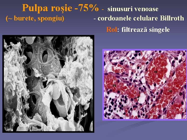 Pulpa roşie -75% (~ burete, spongiu) sinusuri venoase - cordoanele celulare Billroth Rol: filtrează