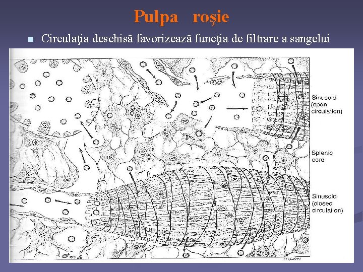 Pulpa roşie n Circulaţia deschisă favorizează funcţia de filtrare a sangelui 