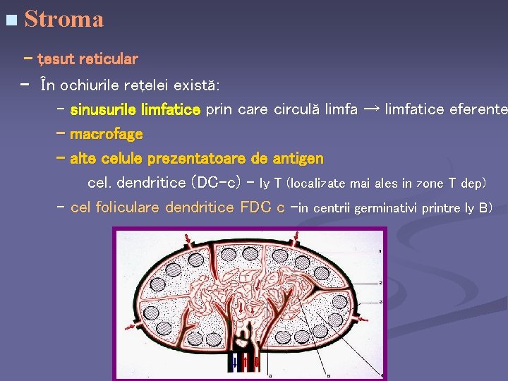 n Stroma - ţesut reticular - În ochiurile reţelei există: - sinusurile limfatice prin