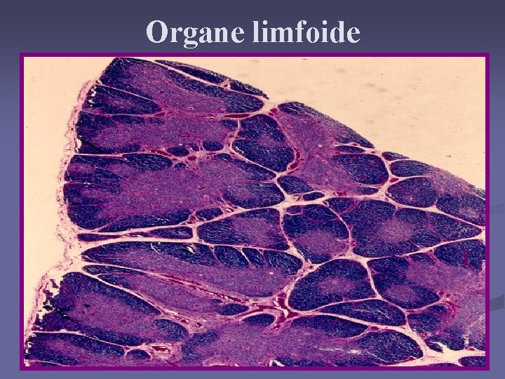 Organe limfoide 