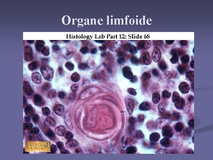 Organe limfoide 