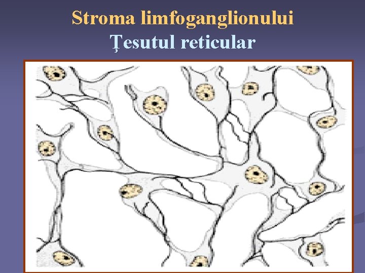 Stroma limfoganglionului Ţesutul reticular 