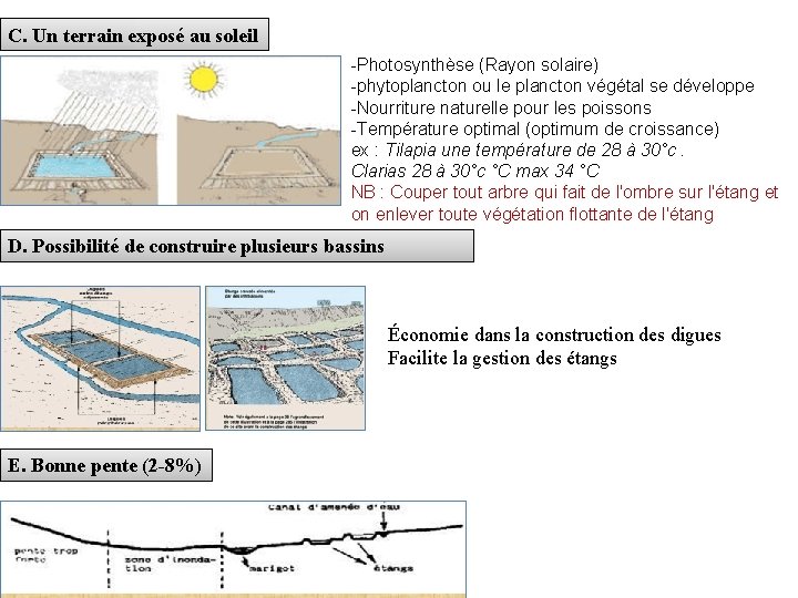 C. Un terrain exposé au soleil -Photosynthèse (Rayon solaire) -phytoplancton ou le plancton végétal