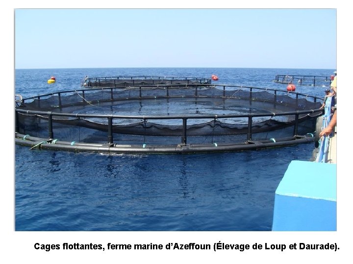 Cages flottantes, ferme marine d’Azeffoun (Élevage de Loup et Daurade). 