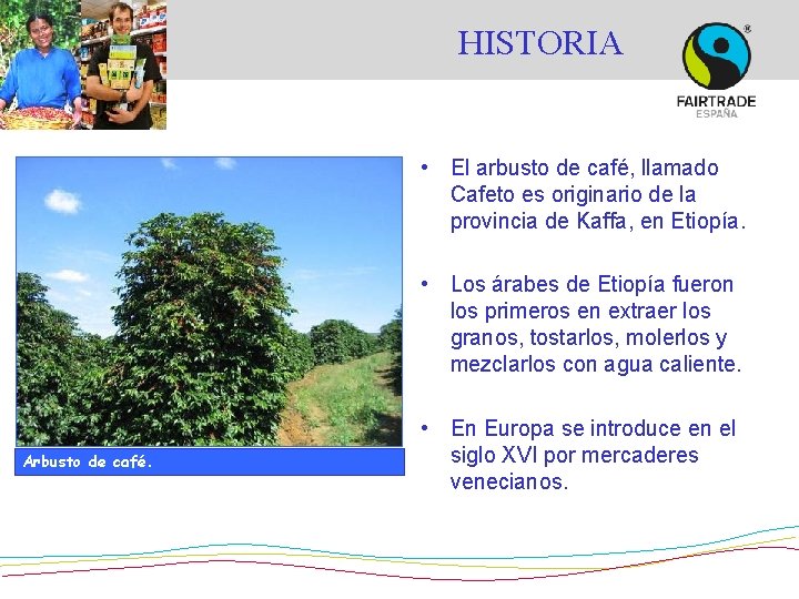 HISTORIA • El arbusto de café, llamado Cafeto es originario de la provincia de HISTORIA • El arbusto de café, llamado Cafeto es originario de la provincia de