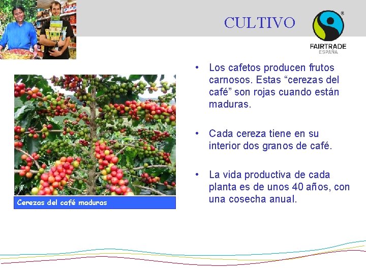 CULTIVO • Los cafetos producen frutos carnosos. Estas “cerezas del café” son rojas cuando