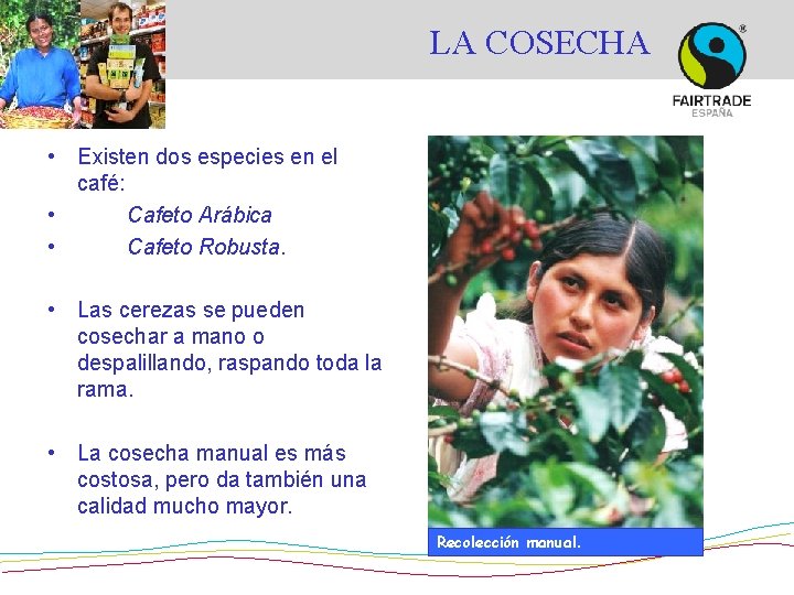 LA COSECHA • Existen dos especies en el café: • Cafeto Arábica • Cafeto