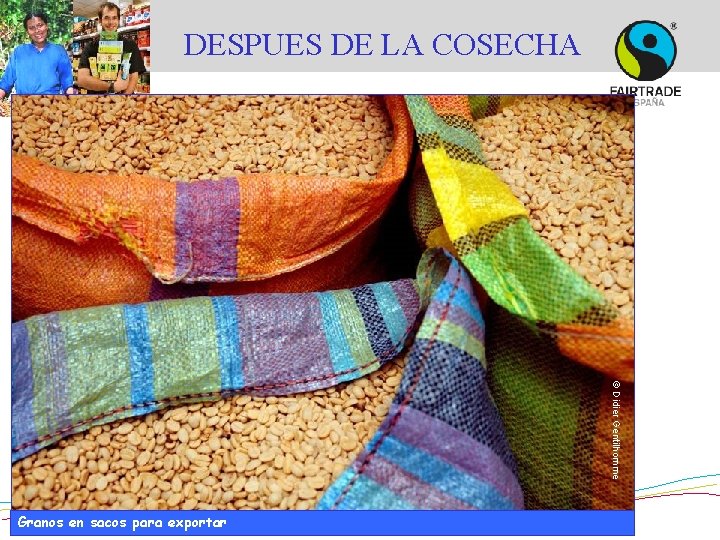 DESPUES DE LA COSECHA © Didier Gentilhomme Granos en sacos para exportar DESPUES DE LA COSECHA © Didier Gentilhomme Granos en sacos para exportar