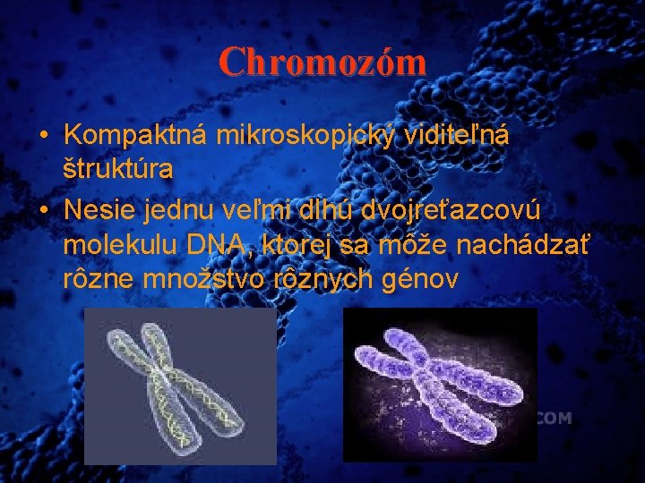 Chromozóm • Kompaktná mikroskopický viditeľná štruktúra • Nesie jednu veľmi dlhú dvojreťazcovú molekulu DNA,