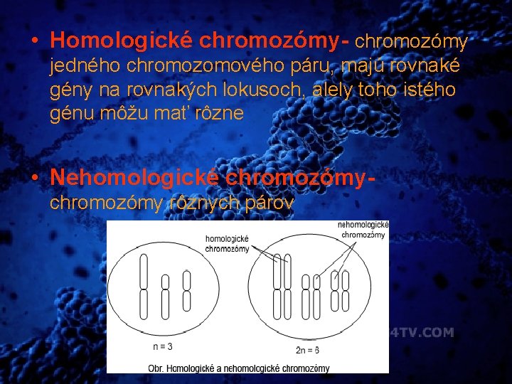  • Homologické chromozómy- chromozómy jedného chromozomového páru, majú rovnaké gény na rovnakých lokusoch,